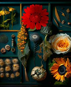 Dried Flowers I