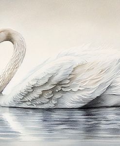 The Swan