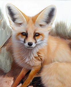 Fennec Fox I