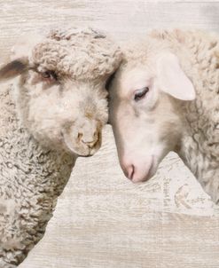 Love and Wool