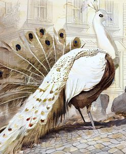 Peacock of Paris