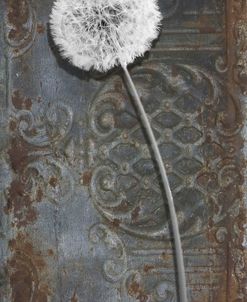 Engraved Dandelion