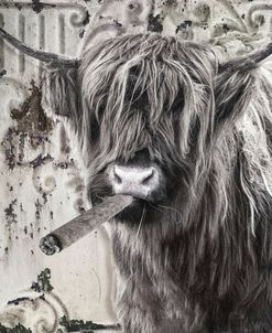 Smoking Cow