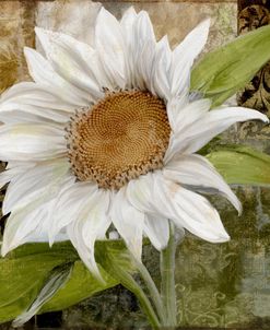 White Sunflower I