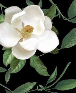 Sweet Magnolias II