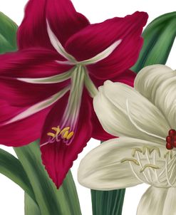 Christmas Amaryllis I