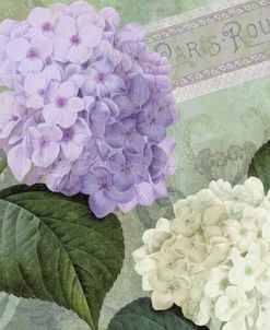 Hortensia 1