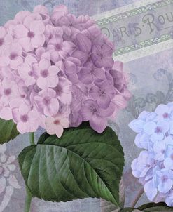 Hortensia 2