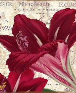 Amaryllis