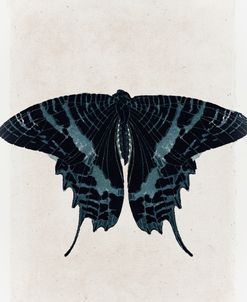 Azure Moth