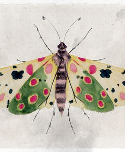 Whimsyfolk Moth