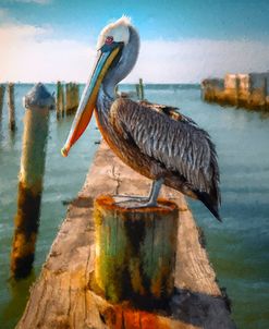 Pelican