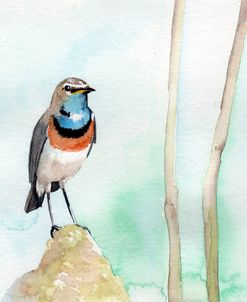 Blue-Throat