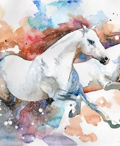 Stallions