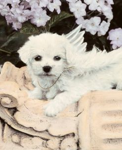 Puppy With Wings