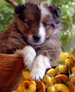 A Basket Full Of Good Wish