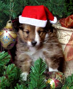 Christmas Pup