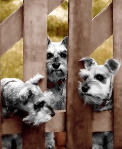 Schnausers