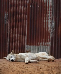 White Dingo