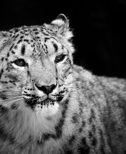 Snow Leopard