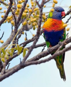 Rainbow Lorikeet