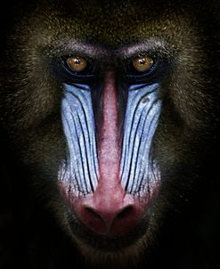 Mandrill