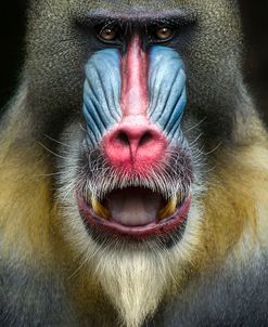 Mandrill 2