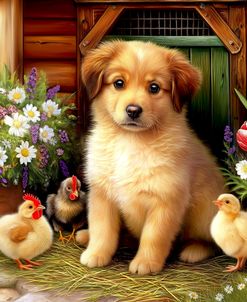 Farm Chicken Fun