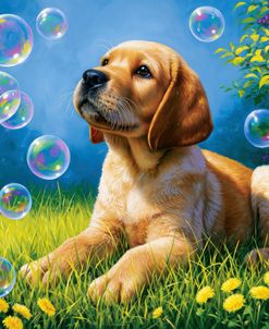 Bubble Heaven