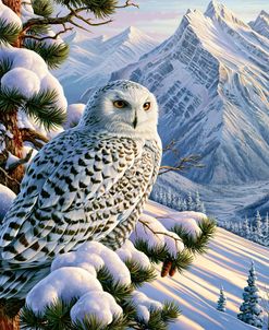 Snow Owl