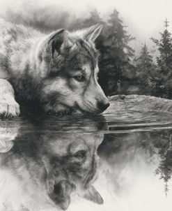 Wildlife Reflections