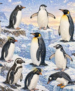 Penguin Days