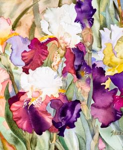 Iris Garden I