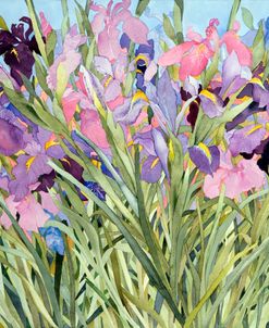 Iris Garden X