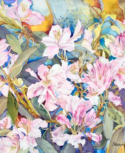 Rhododendrons