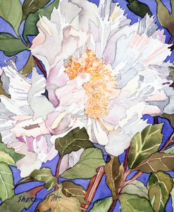 White Peony