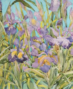 Japanese Irises 3