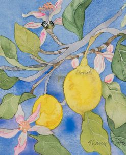 Lemon Tree Italy 1