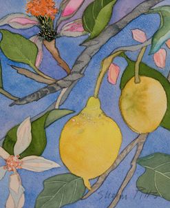 Lemon Tree Italy 2