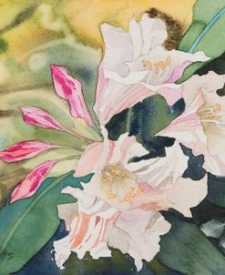 Rhododendron 3