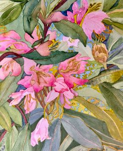Rhododendron Emerging