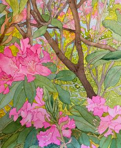 Rhododendrons In The Woods