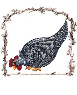 Chicken Hen Dominic-Twig Border-Brn