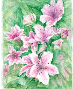 Pink Azaleas Watercolor