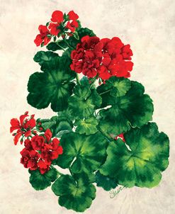 Red Geranium