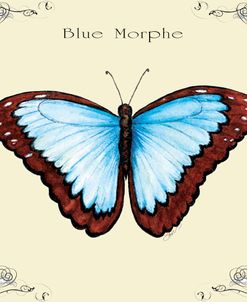 Butterfly Blue Morphe