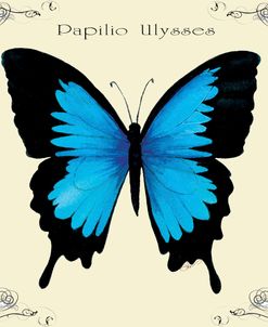 Butterfly Blue Papilio Ulysses