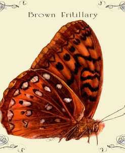 Butterfly Brown Fritillary