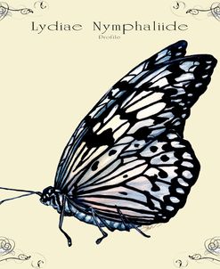 Butterfly Lydiae Nymphaliide Profile