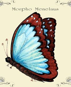 Butterfly Morpho Menelaus